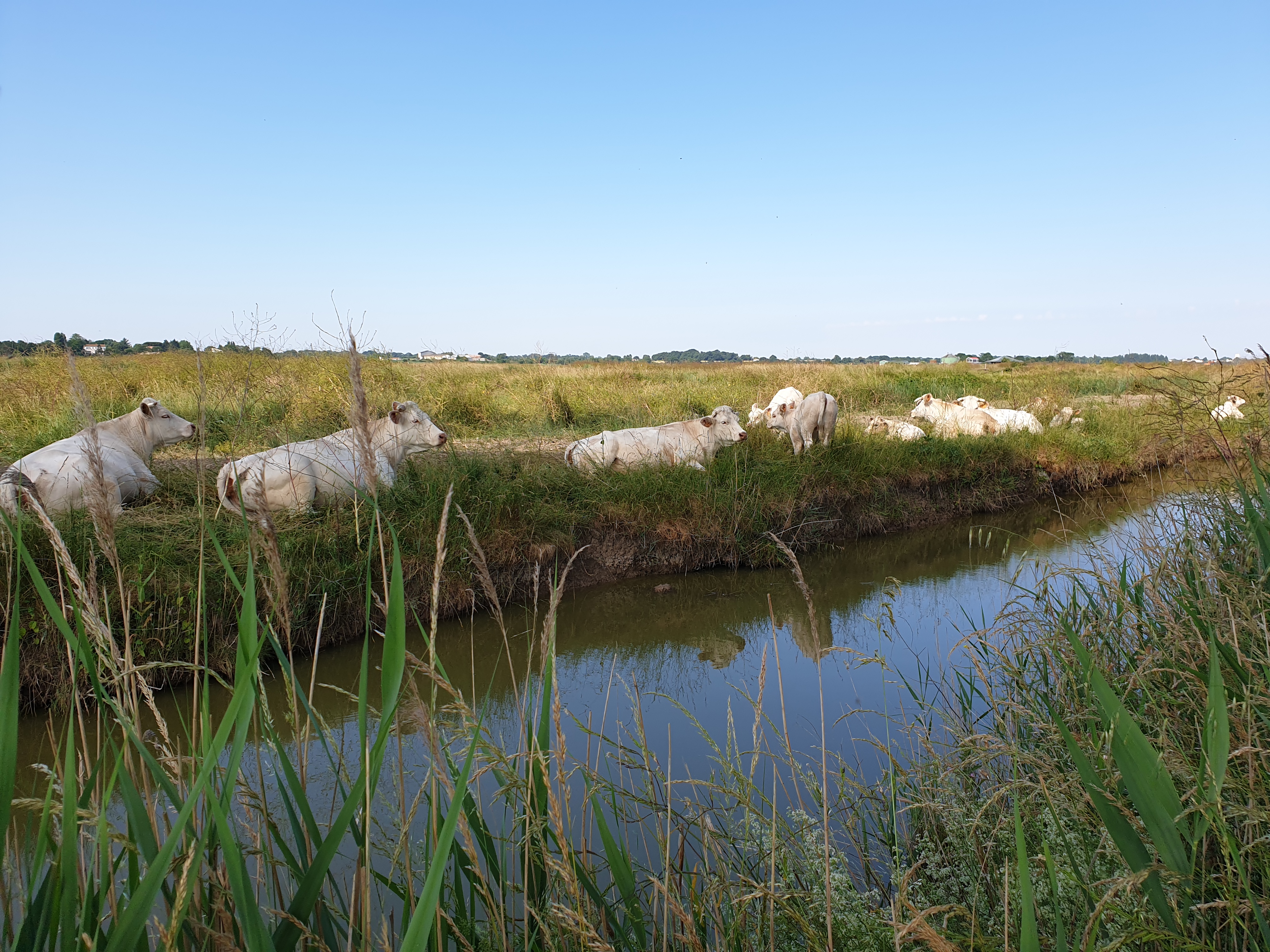 Vaches Blonde d'Aquitaine